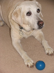 Cleo with her ball